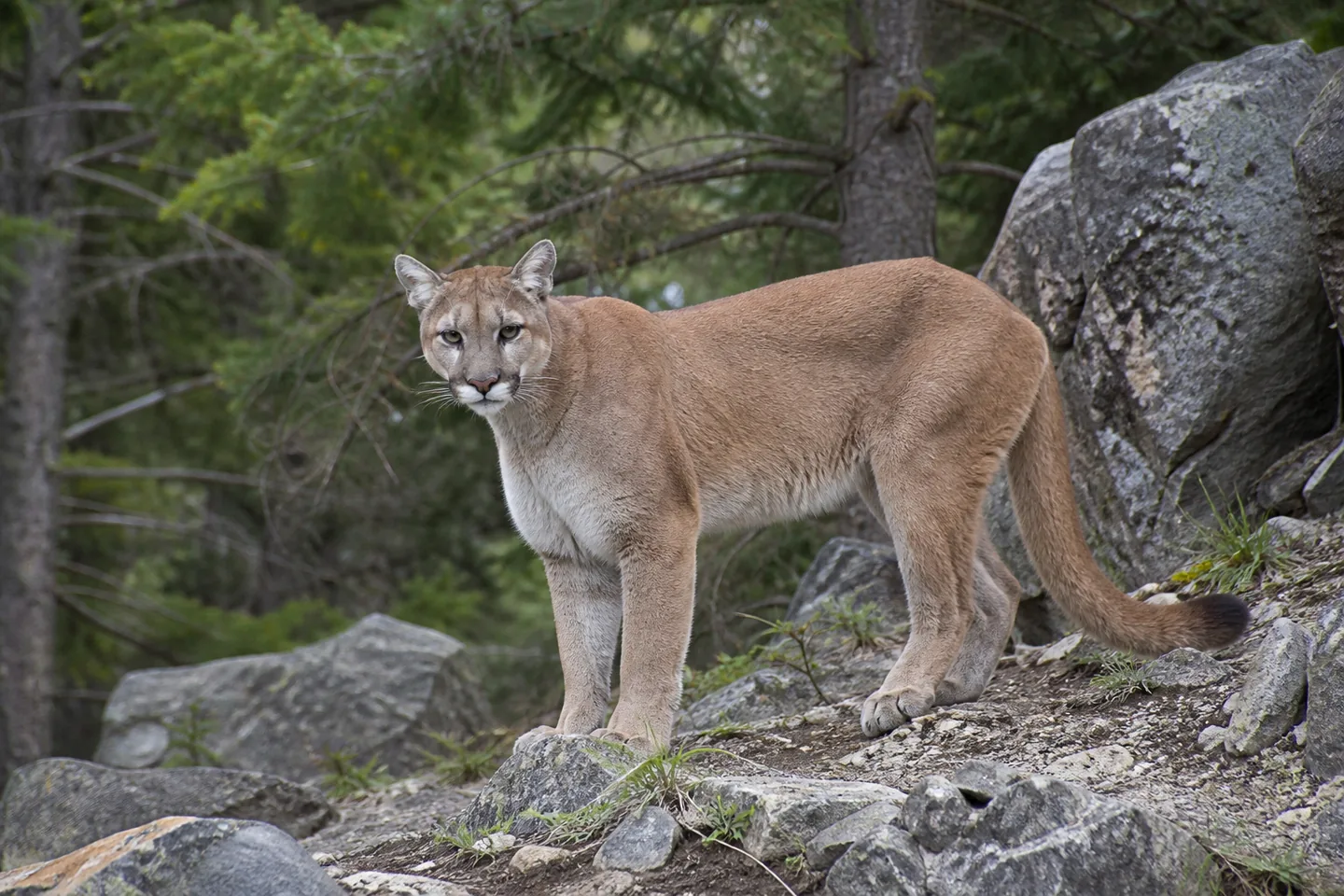 Puma