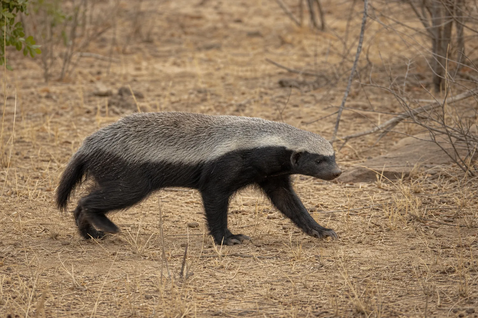 Ratel