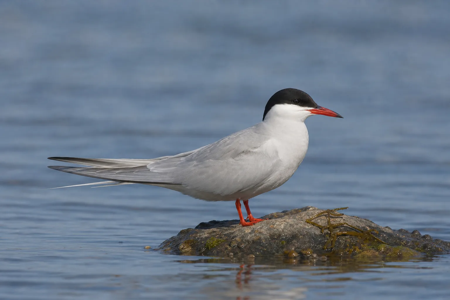 Rybitwa