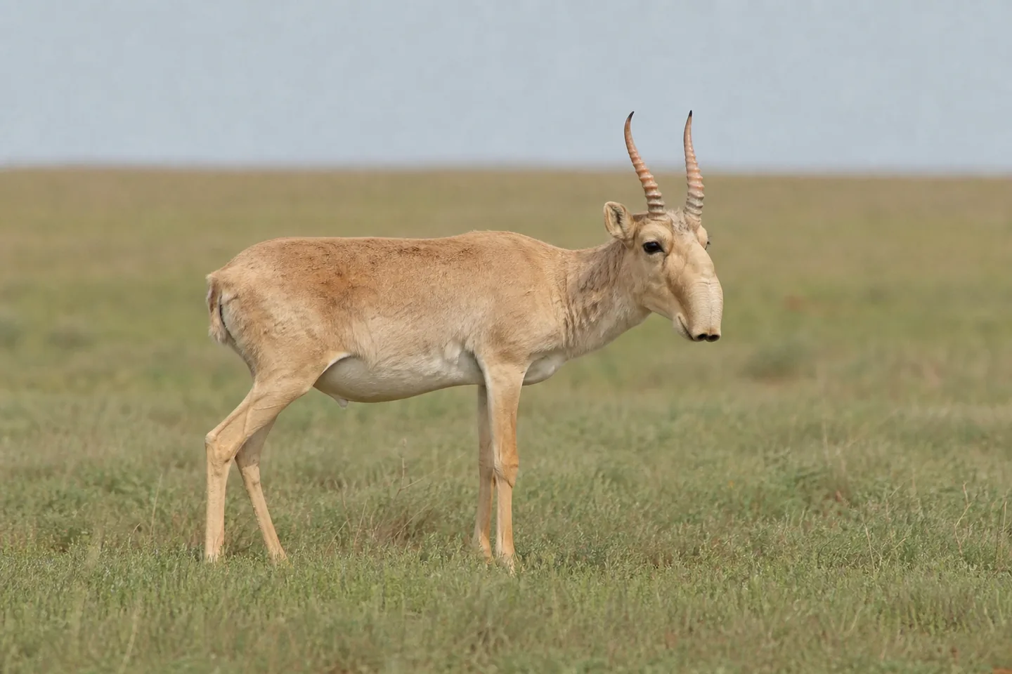 Saiga