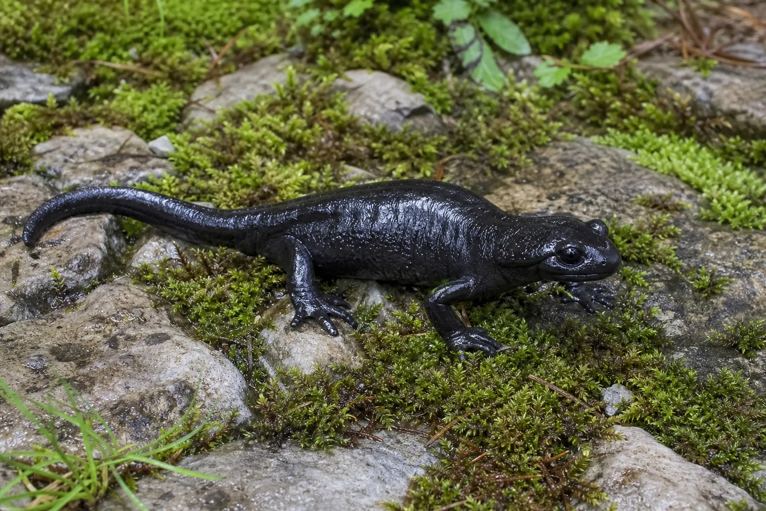 Salamandra czarna (alpejska)