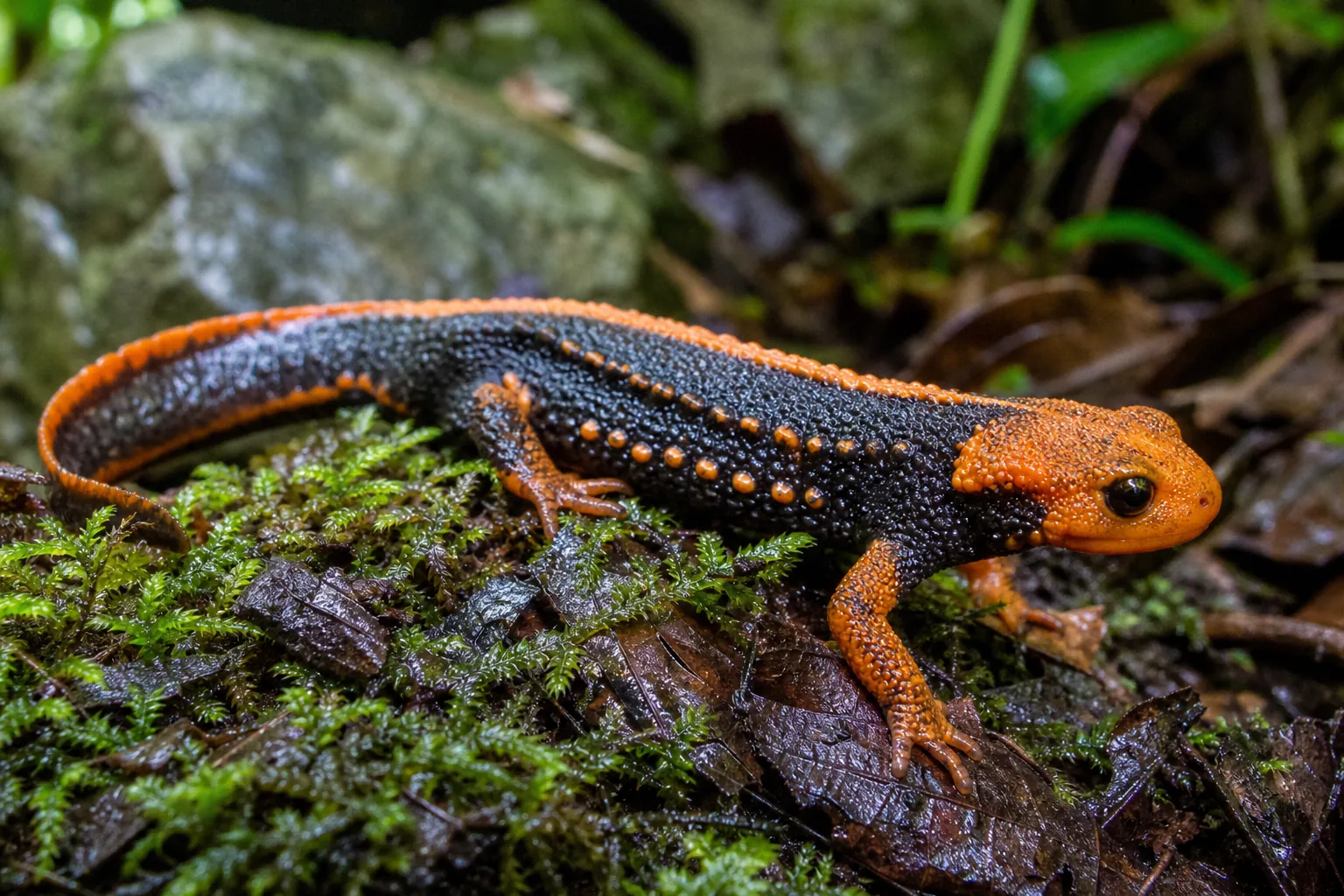 Salamandra mandarynkowa
