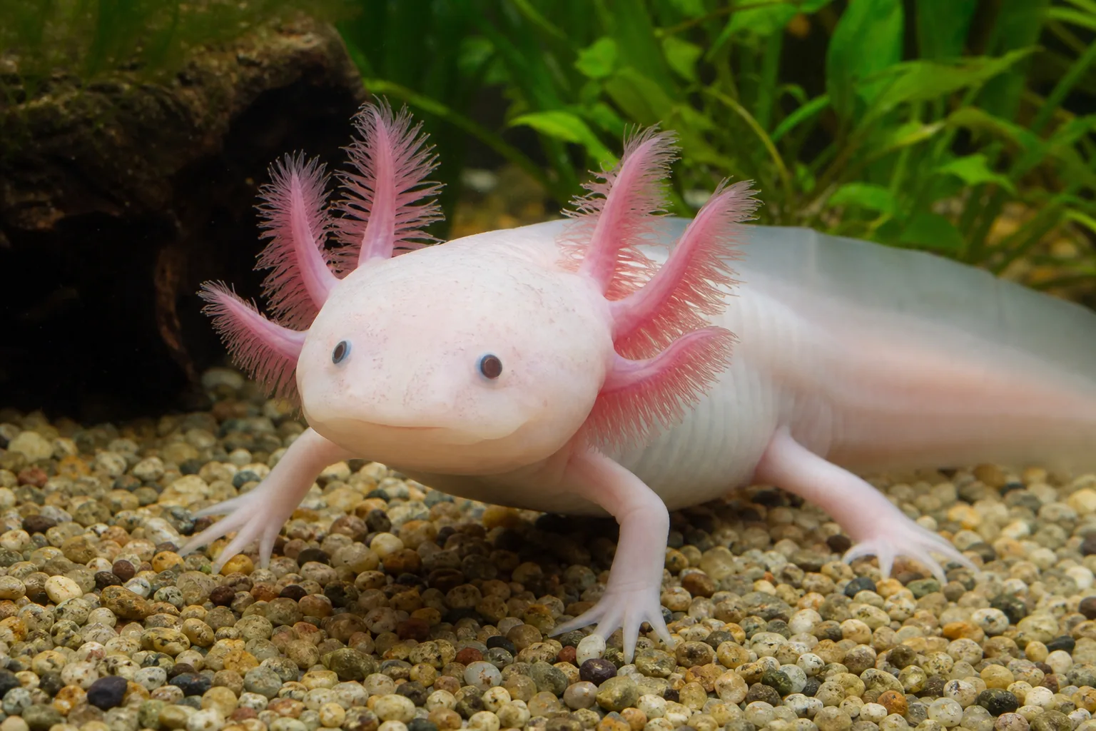Salamandra meksykańska (axolotl)