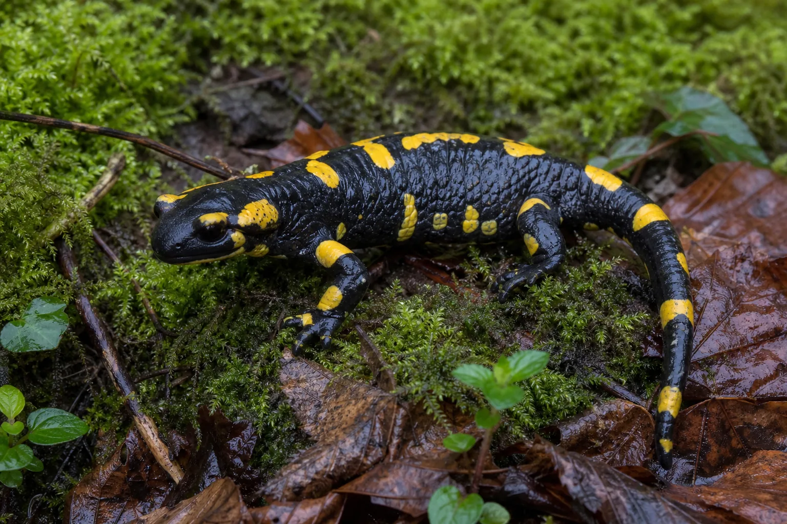 Salamandra plamista