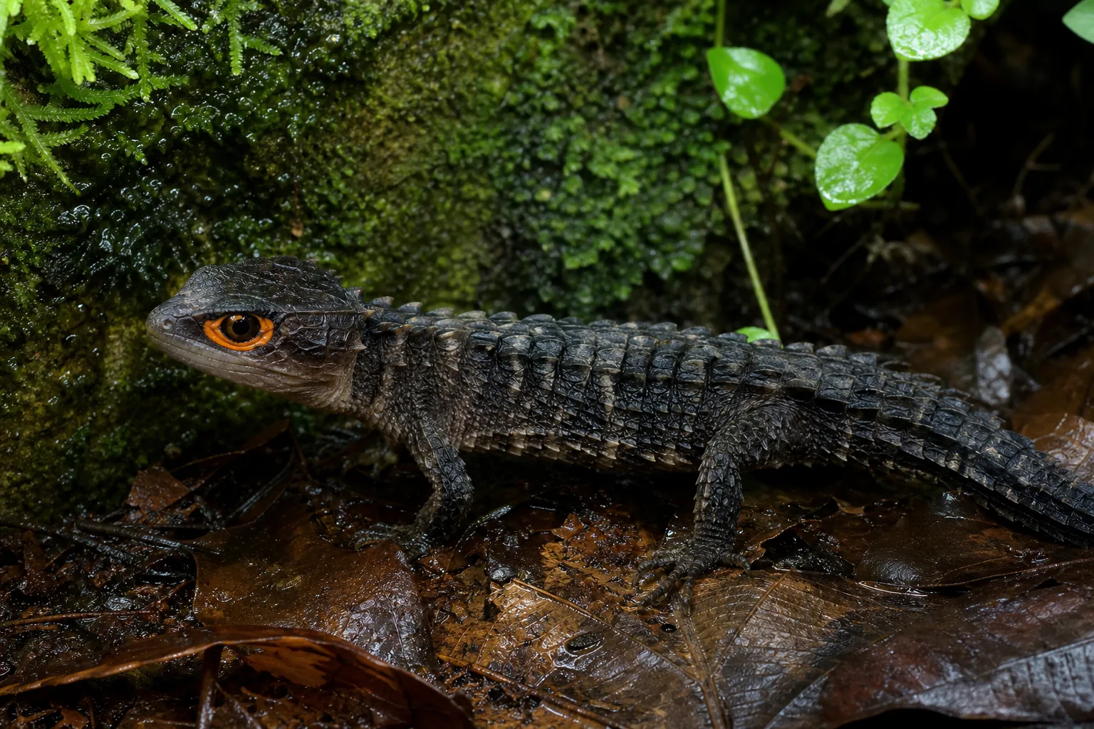 Scynk krokodyli
