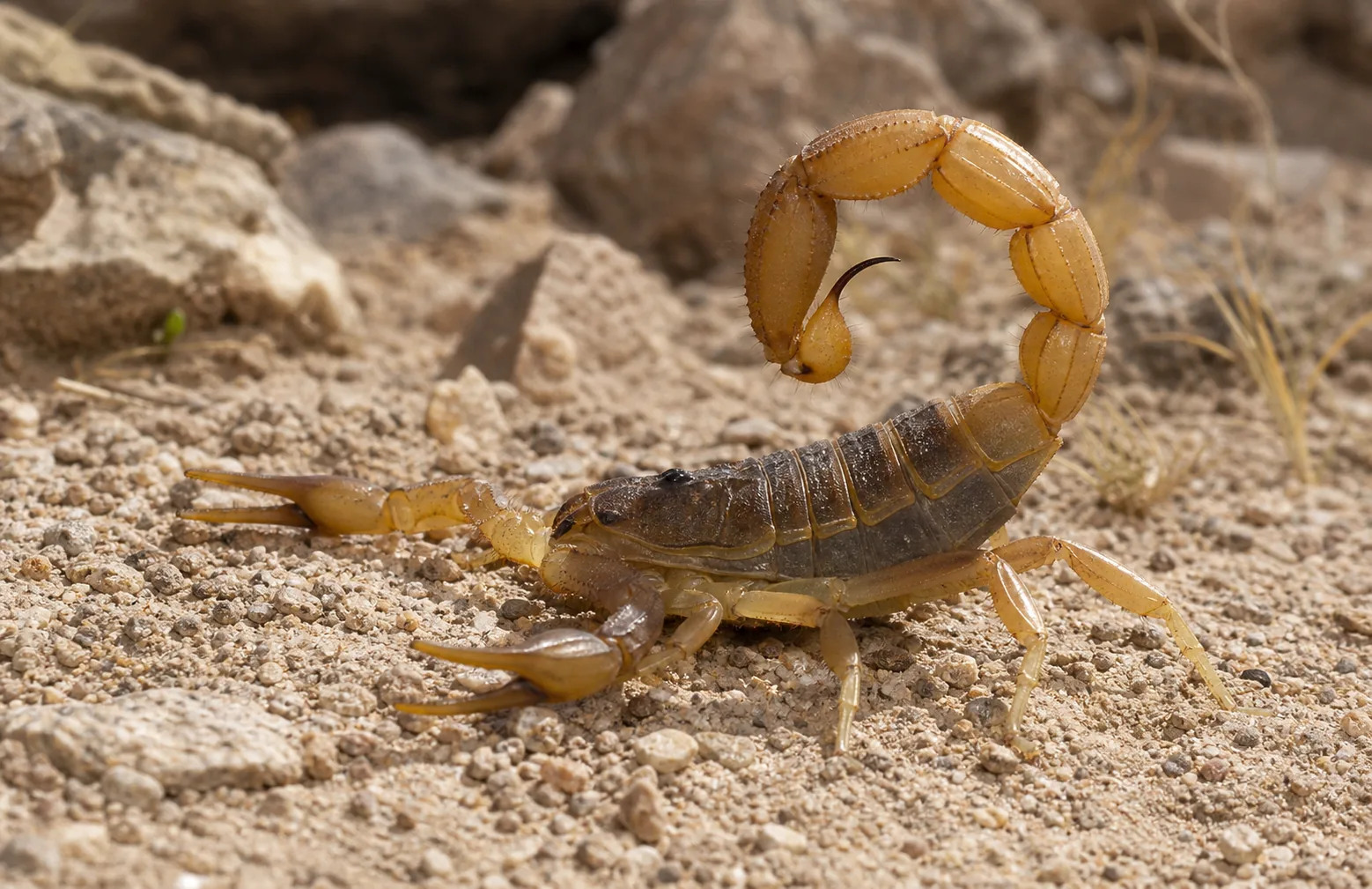 Skorpion