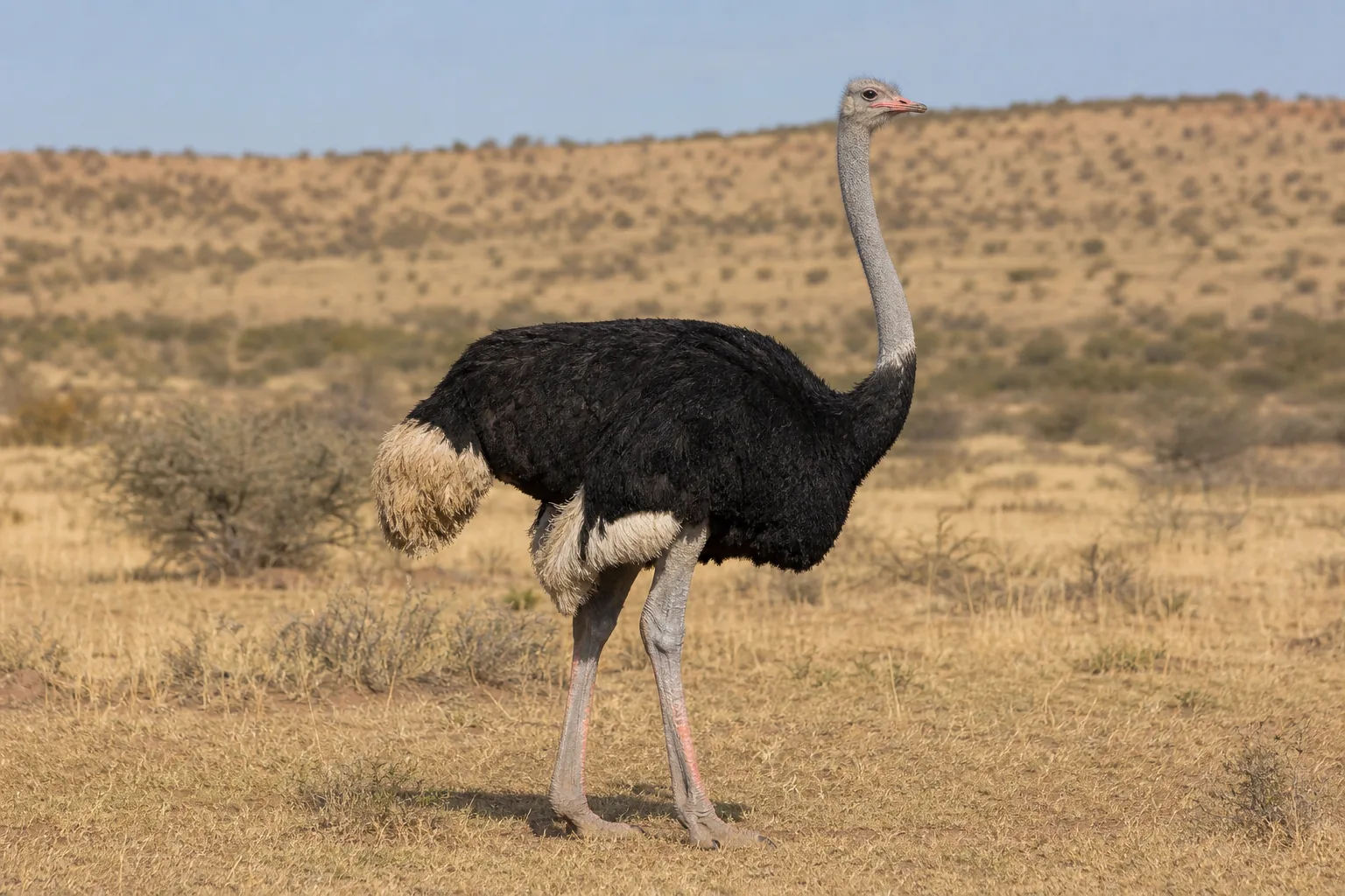 Struś