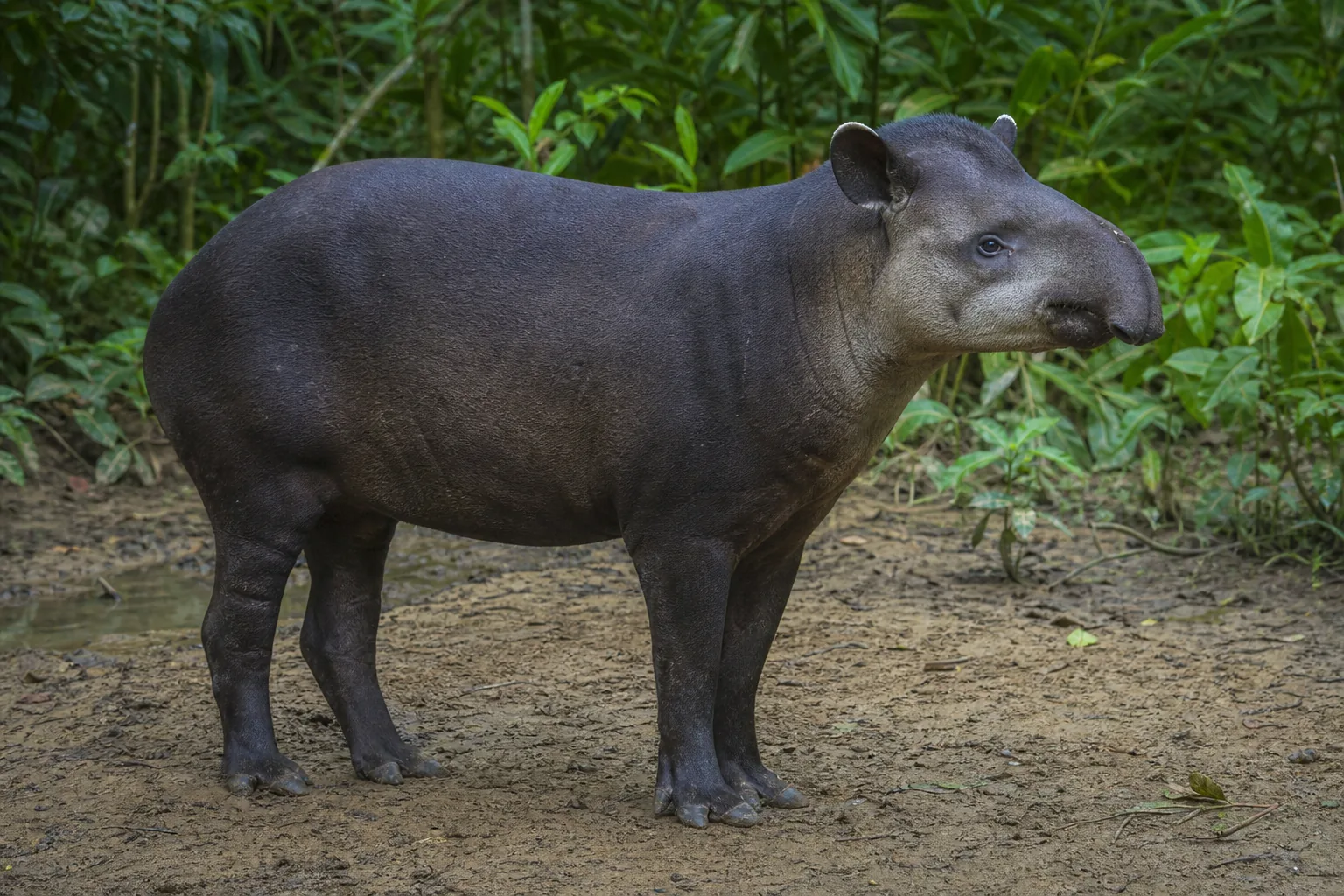 Tapir