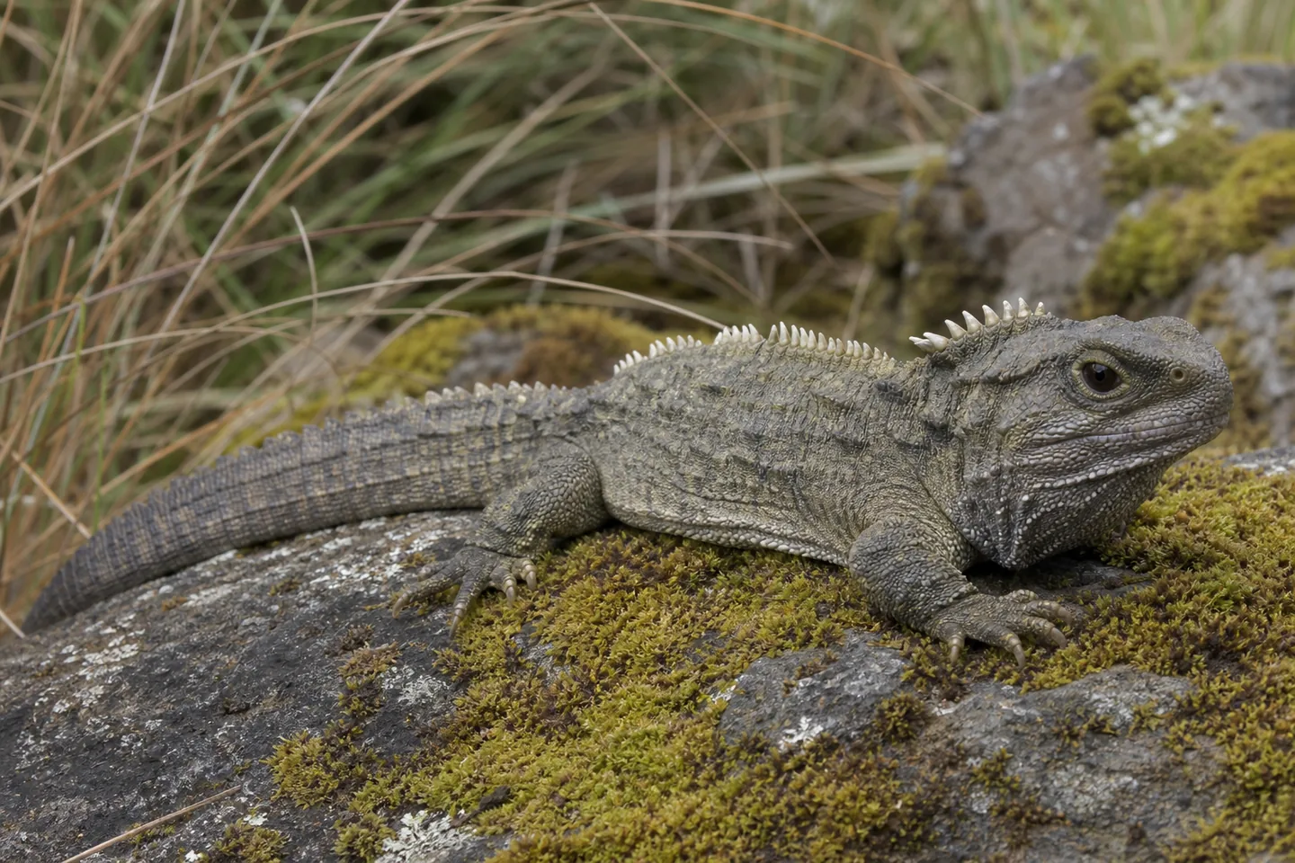 Tuatara