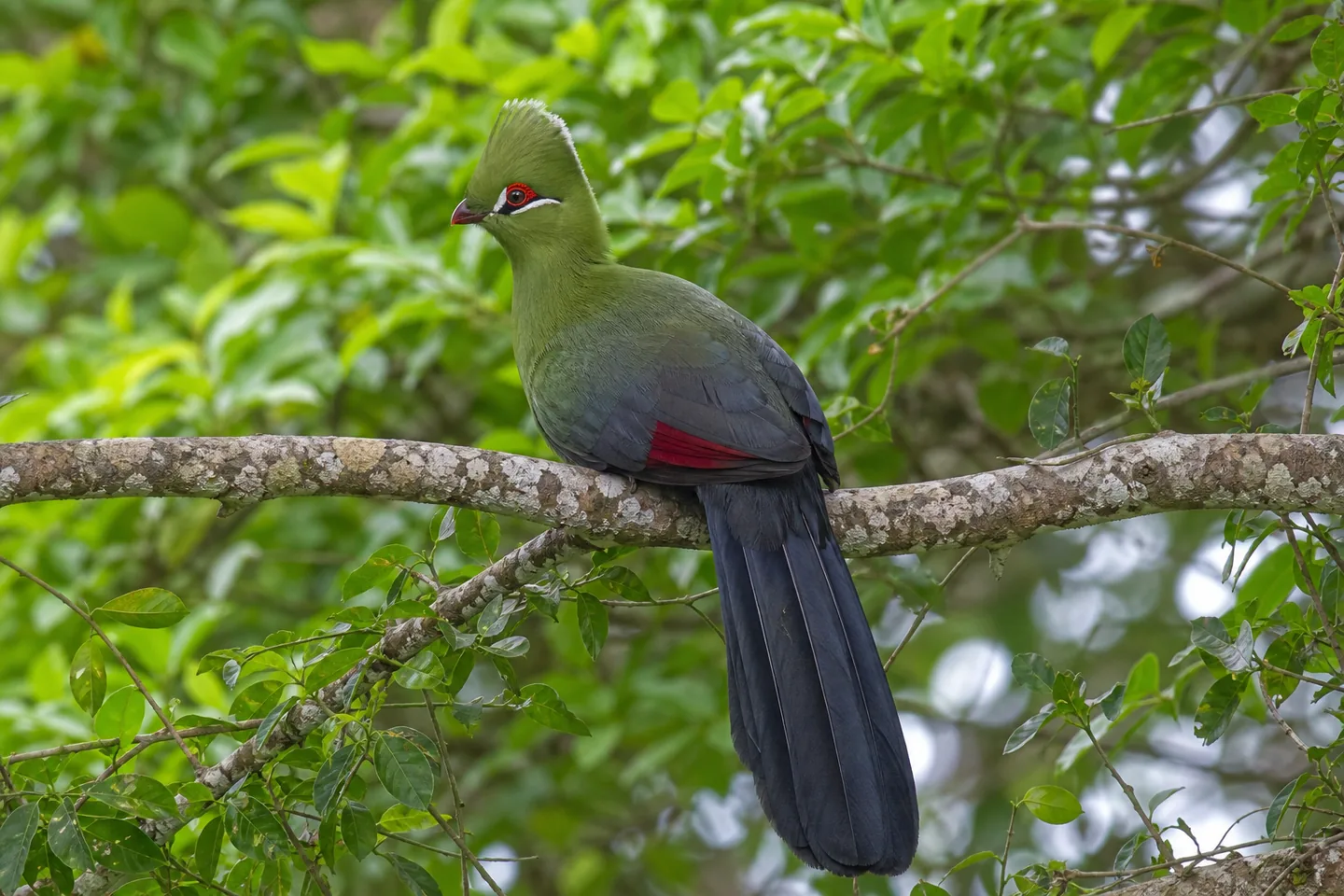 Turako