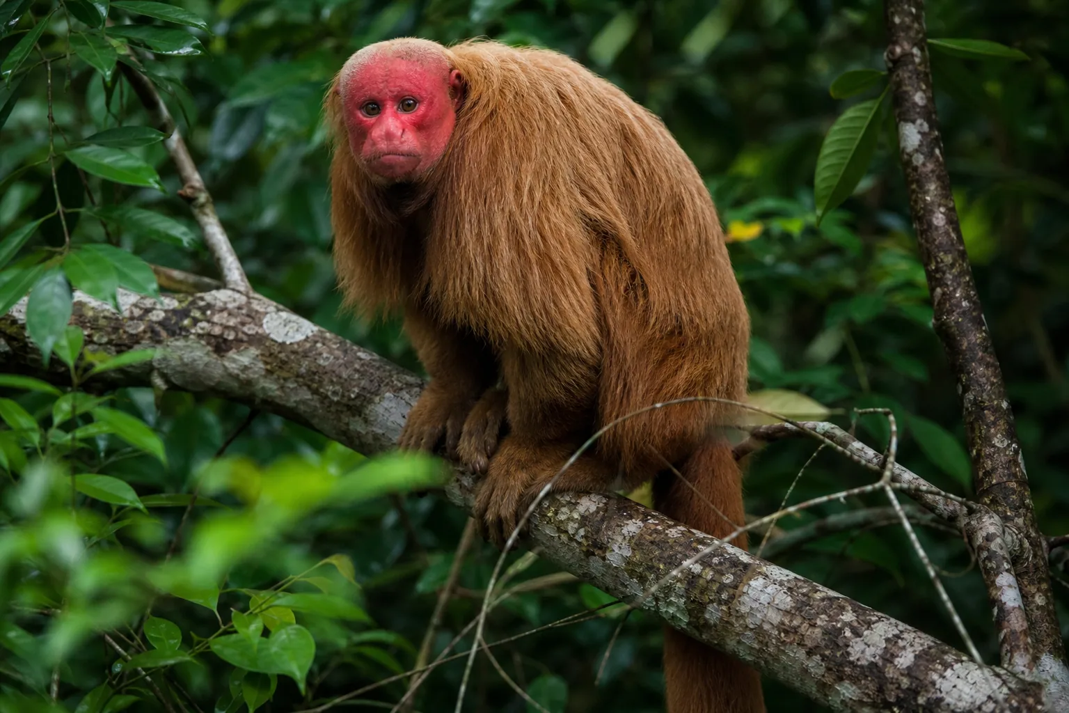 Uakari