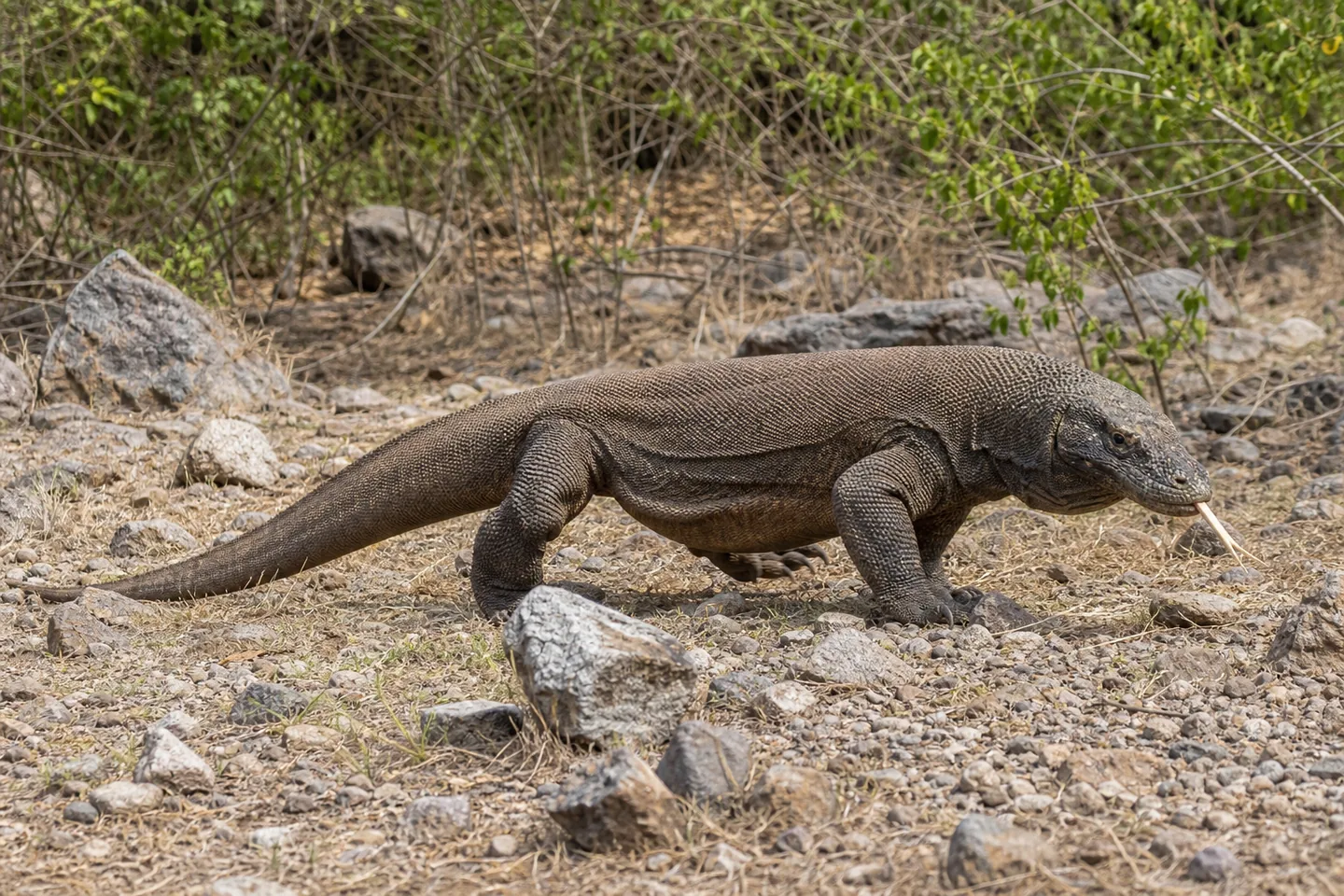 Waran z Komodo