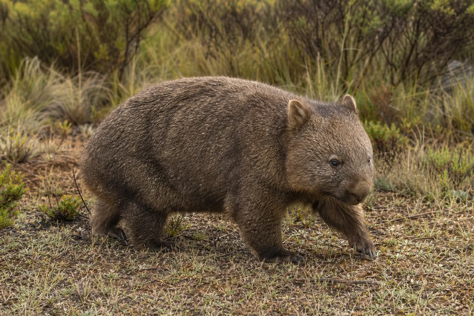 Wombat
