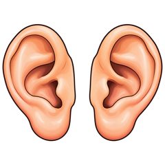 ears — uszy