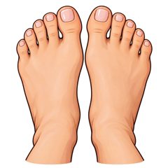 feet — stopy