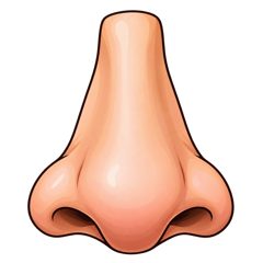 nose — nos