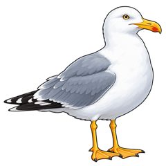 seagull — mewa