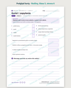 Rośliny, biologia klasa 5 — 10 kart pracy PDF z kluczem — podgląd karty, strona 6