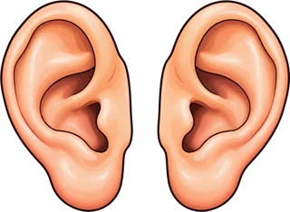 ears — uszy