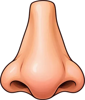 nose — nos